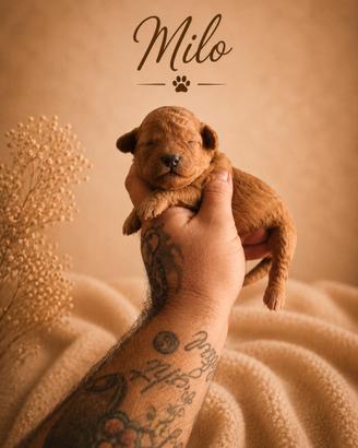 Cucciolo barboncino toy