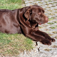 Disponibili Cuccioli di Labrador Retriver
