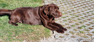 Disponibili Cuccioli di Labrador Retriver