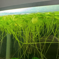 Lenticchia d'Acqua  – Pianta Galleggiante