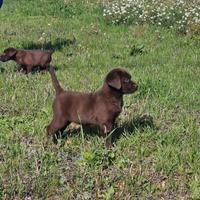 Cuccioli di Labrador Campioni di bellezza