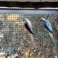 Parrocchetto dal collare