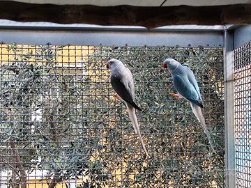 Parrocchetto dal collare