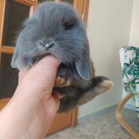 Ariete nano mini lop