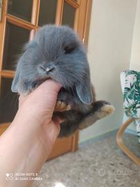 Ariete nano mini lop