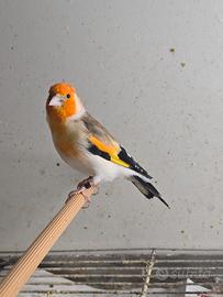 Cardellino Mayor Ancestrale