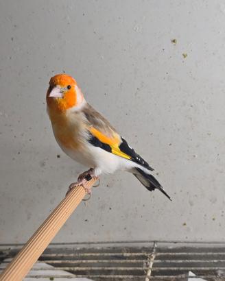 Cardellino Mayor Ancestrale