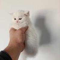 Cuccioli di gattini scottish straight e fold