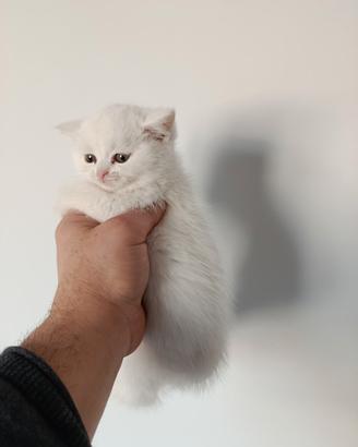 Cuccioli di gattini scottish straight e fold