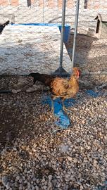 Galline/galli/pulcini tacchino