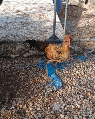 Galline/galli/pulcini tacchino