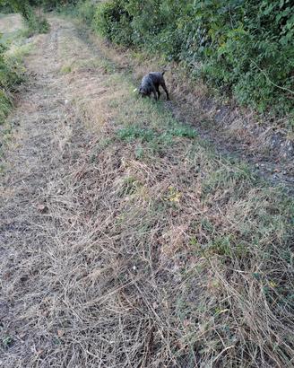 cane da tartufo 