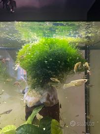 Alberello per acquario tropicale
