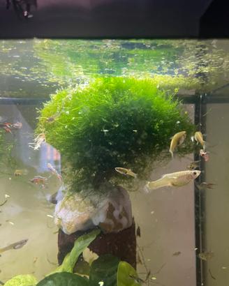 Alberello per acquario tropicale