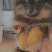 Spitz di pomerania nano