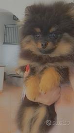Spitz di pomerania nano