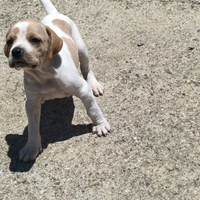 Cuccioli di Pointer
