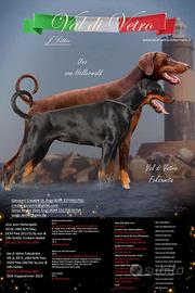Cuccioli di Dobermann