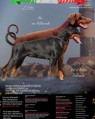 Cuccioli di Dobermann
