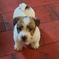 Cucciolo MASCHIO JACK RUSSELL DISPONIBILE