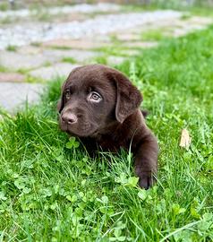 Cuccioli Labrador con pedigree