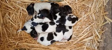 Cuccioli breton originali