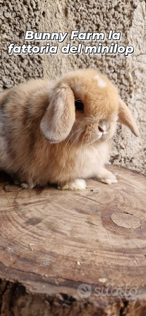 Coniglietti minilop puri pronti per natale - Animali In vendita a Brindisi