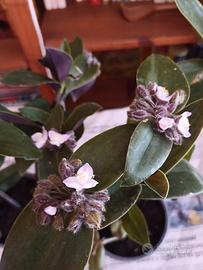 Tradescantia 
