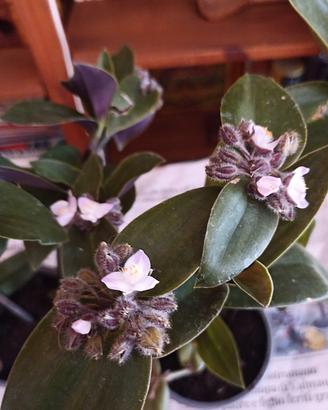 Tradescantia 