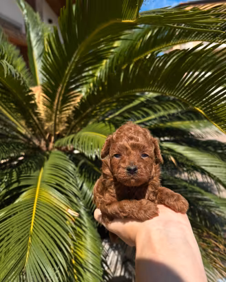 Barboncino mini toy