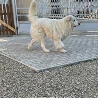 Annuncio per cani