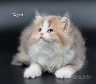 Cucciolo British Long Hair