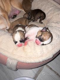 Chihuahua