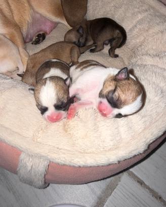 Chihuahua