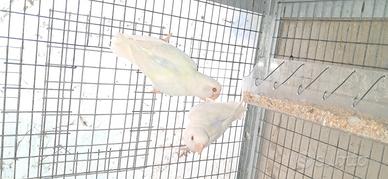 Inseparabili roseicollis