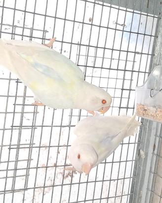 Inseparabili roseicollis