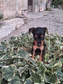 Pinscher mini
