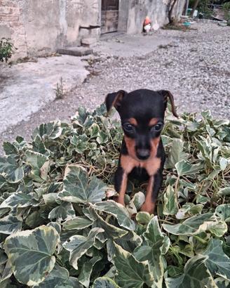 Pinscher mini