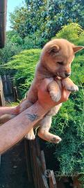 Shiba inu