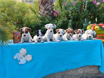 Jack russell nano