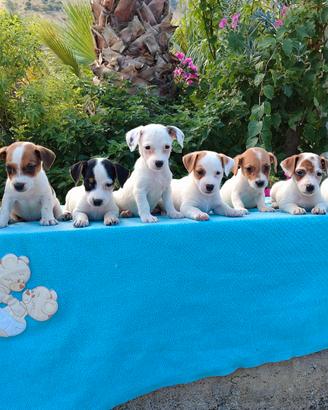 Jack russell nano