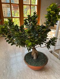 Bonsai ficus ginseng