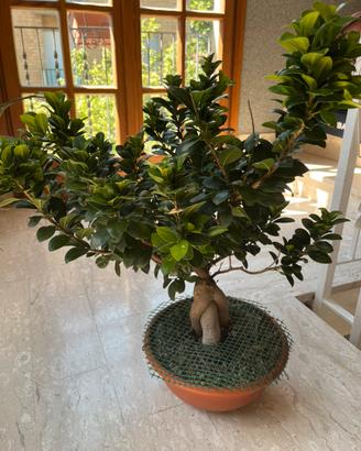 Bonsai ficus ginseng