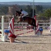 Cavallo 5 anni
