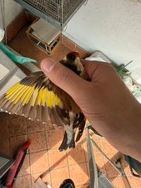 Cardellino Mayor Ancestrale