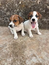 Jack Russel