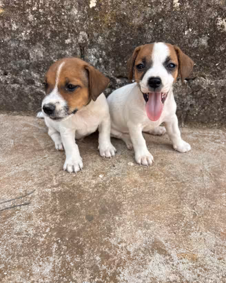Jack Russel