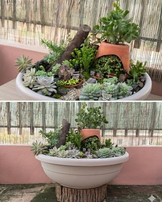 Giardino in miniatura 50 L composizione succulente