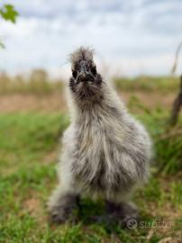 Pulcinotti gallina Moroseta