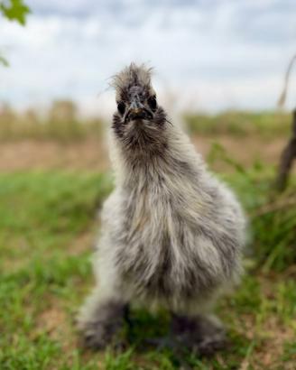 Pulcinotti gallina Moroseta